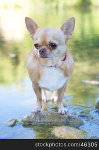 chihuahua standing on the rock in the river