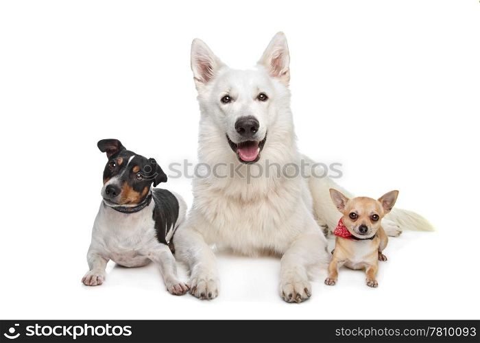 chihuahua,white shepherd and a jack russel terrier. chihuahua,white shepherd and a jack russel terrier in front of white