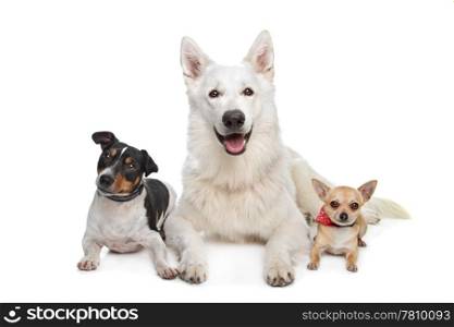 chihuahua,white shepherd and a jack russel terrier. chihuahua,white shepherd and a jack russel terrier in front of white