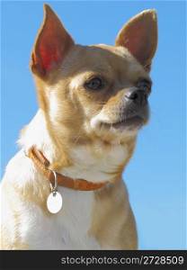 Chihuahua with collar on a blue background