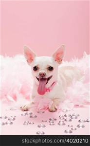 Chihuahua with jewels and feather boa