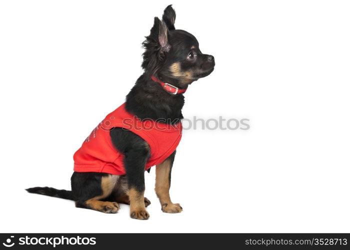 chihuahua with red shirt. chihuahua with red shirt in front of a white background