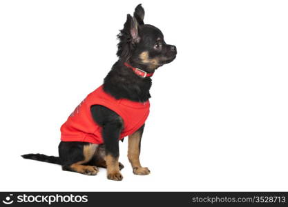 chihuahua with red shirt. chihuahua with red shirt in front of a white background