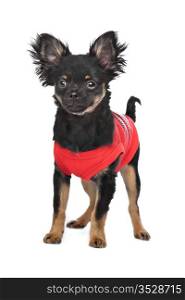 chihuahua with red shirt. chihuahua with red shirt in front of a white background