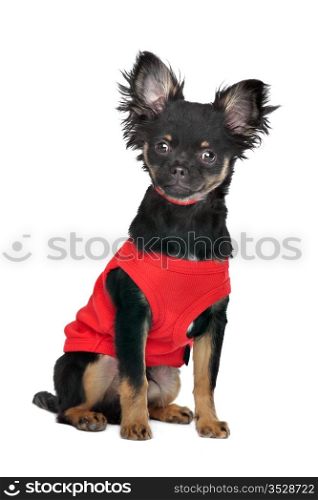 chihuahua with red shirt. chihuahua with red shirt in front of a white background