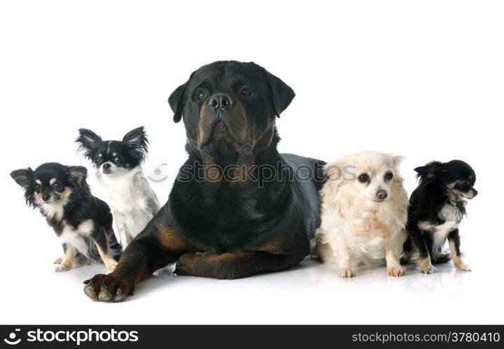 chihuahuas and rottweiler in front of white background