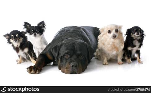 chihuahuas and rottweiler in front of white background