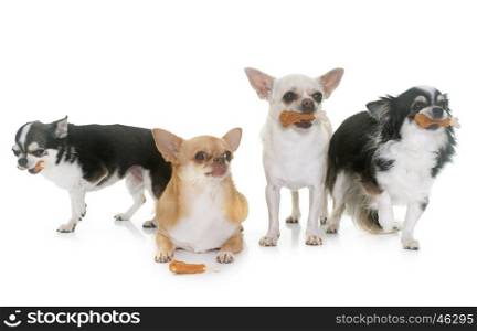 chihuahuas and treats in front of white background