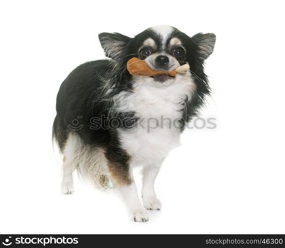 chihuahuas and treats in front of white background