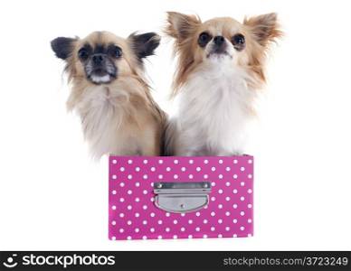 chihuahuas in box in front of white background