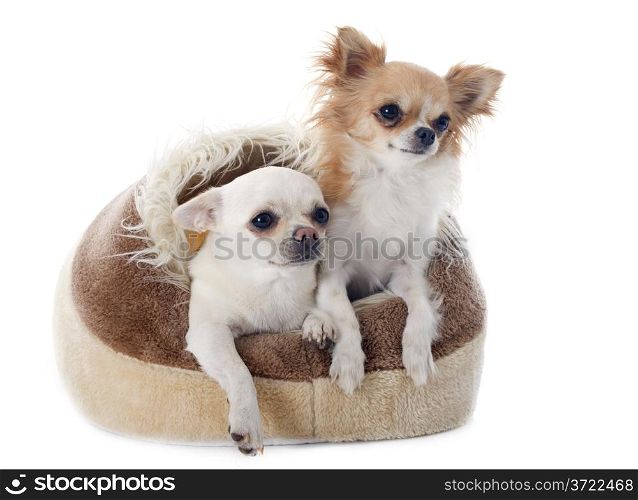chihuahuas in dog bed in front of white background