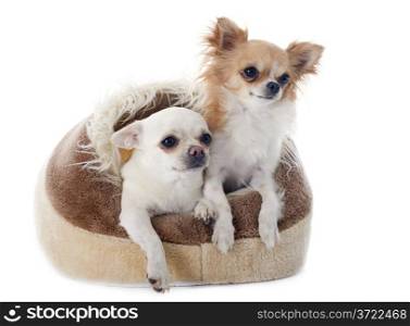 chihuahuas in dog bed in front of white background