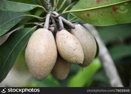 Chiku fruits on the tree. Chiku also known as Sapodilla. Chiku fruits on the tree