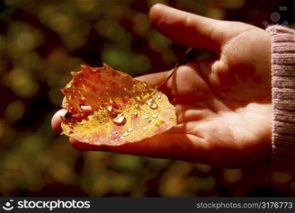 Child&acute;s hand holding fall aspen leaf with sparkling water drops