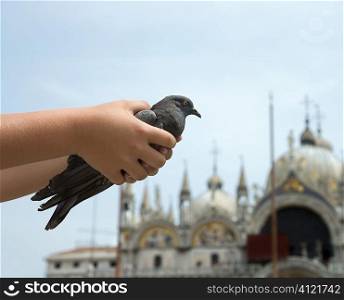 Child&acute;s Hands Holding Pigeon