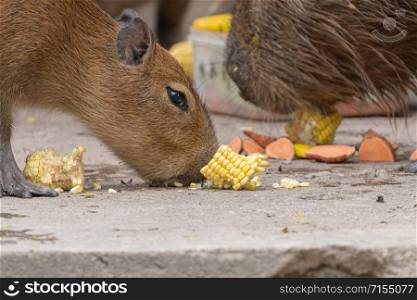 Child Capybara (Hydrochoerus hydrochaeris) eating corn on the cob.
