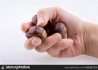Child hand holding fresh chestnuts in hand