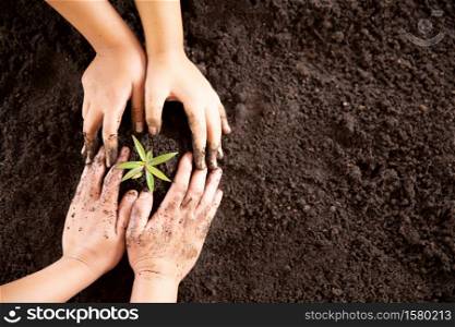 Child hands holding and caring a young green plant, Seedlings are growing from abundant soil, planting trees, reduce global warming, growing a tree, love nature, World Environment Day