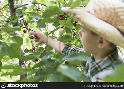 Child harvesting Morello Cherries on a tree.