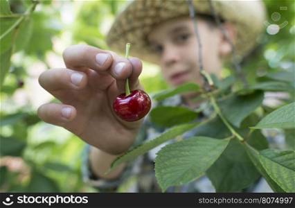 Child harvesting Morello Cherries on a tree.