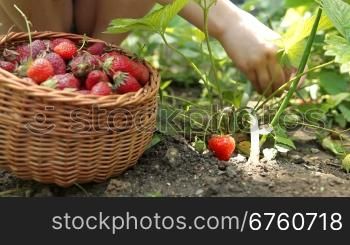 Child picking fresh strawberry on smallholder farm
