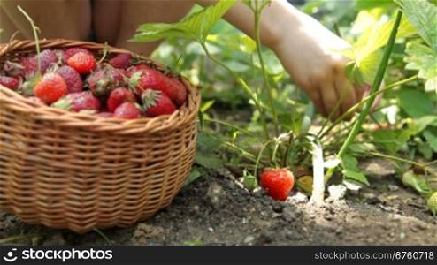 Child picking fresh strawberry on smallholder farm