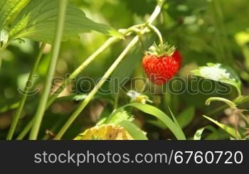 Child picking fresh strawberry on smallholder farm closeup