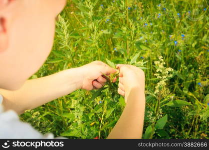 Child playing on green meadow examining field flowers looking at ladybug on plants. Environmental awareness education.