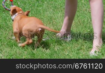 Child playing with american staffordshire terrier puppy dog on grass