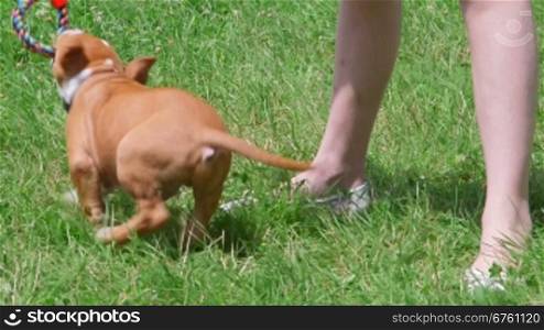 Child playing with american staffordshire terrier puppy dog on grass