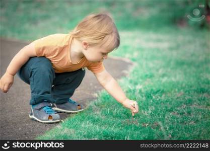 Child plucks chamomile at park, summer time