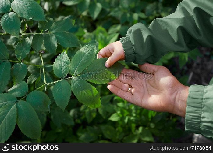 Child&rsquo;s and woman&rsquo;s hands touching leaves during walk in forest