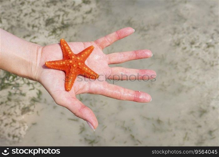 Child show beautiful red starfish caught on the beach at the sea