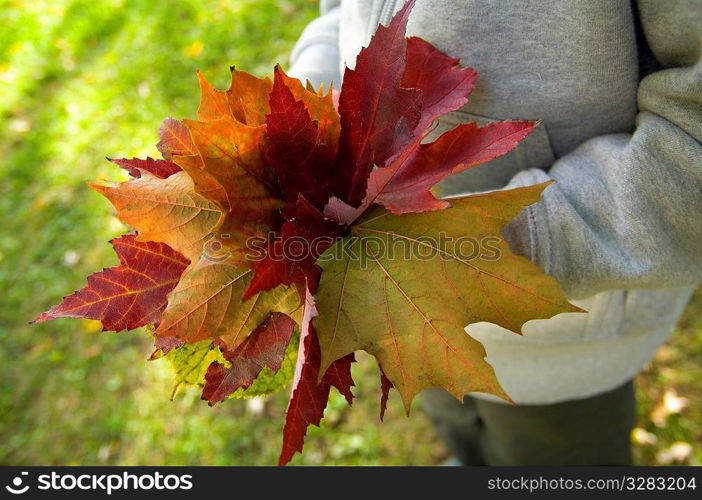 Child with bouquet of fall maple leaves.