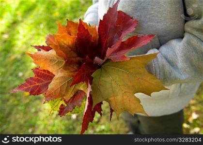 Child with bouquet of fall maple leaves.