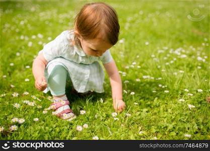 childhood, leisure and people concept - happy little baby girl playing with flowers at park in summer. happy little girl at park in summer