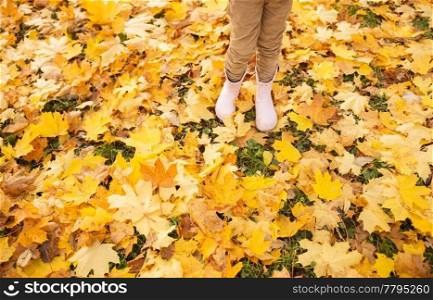 childhood, season and people concept - close up of kid legs in rubber boots on maple leaves at autumn park. kid legs in rubber boots on maple leaves in autumn