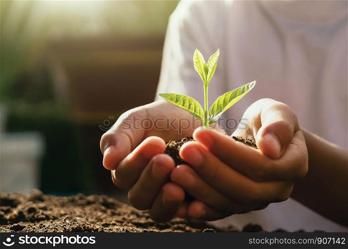 children caring young plant. hand holding small tree in morning light