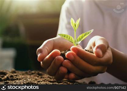 children caring young plant. hand holding small tree in morning light