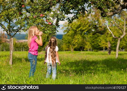 Children eating and harvesting apples in a garden on a wonderful sunny day