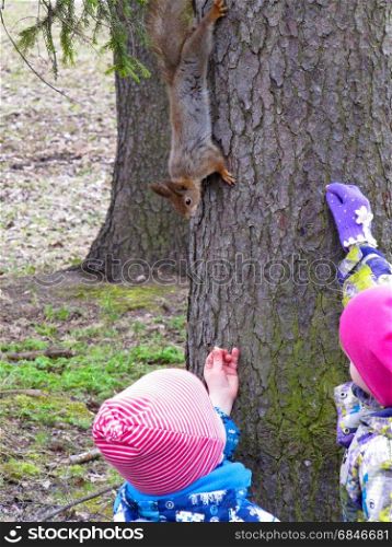 children feeding a squirrel. children fed peanuts little red-haired squirrel sitting on the tree