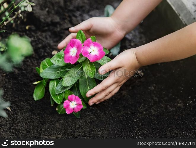 Children hands around green young flower plant. Children hands around green young flower plant.