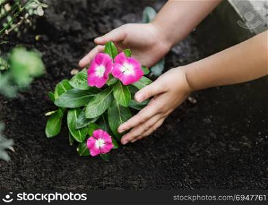 Children hands around green young flower plant. Children hands around green young flower plant.