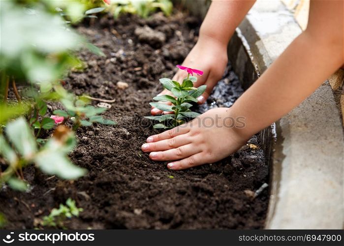 Children hands around green young flower plant.. Children hands around green young flower plant
