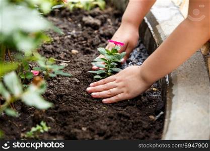 Children hands around green young flower plant.. Children hands around green young flower plant