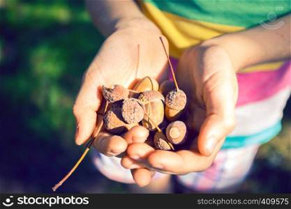 Children hands hold the acorns - autumn mood