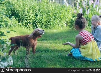 children playing with a dog / girls stroking a dog, spaniel, friendship pets, fun in the summer, family