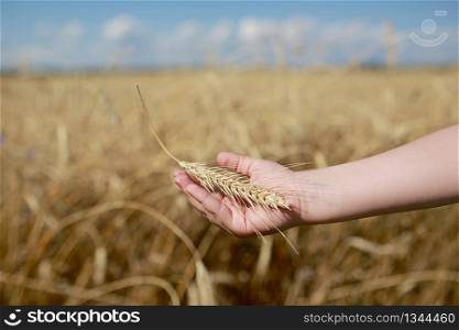 Children&rsquo;s hand holds a spikelet of wheat on the field, in the countryside. Agriculture. Rich harvest. Horizontal photo. background with wheat field and sky. selective focus