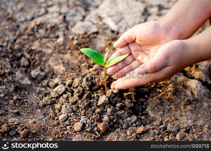 Children's hands are planting seedlings into arid soil, ecology concept.