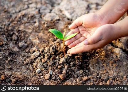 Children's hands are planting seedlings into arid soil, ecology concept.